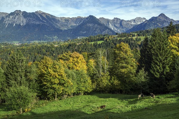 Autumn forest above Oberstdorf