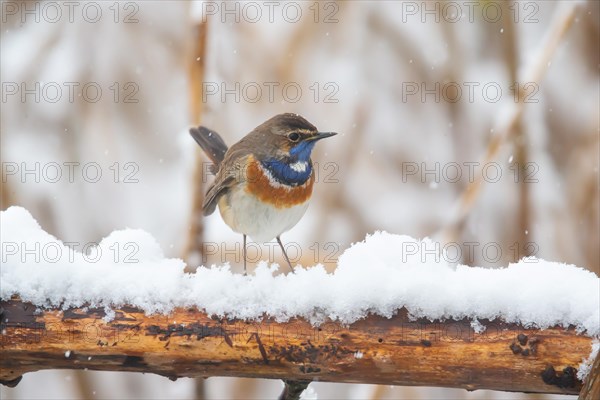 White-spotted bluethroat