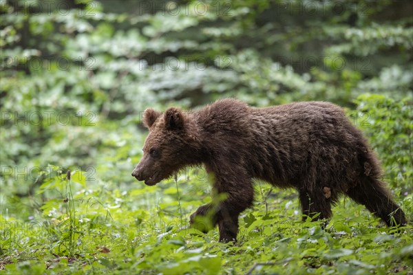 European brown bear