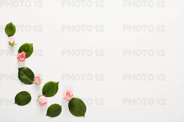 Frame made small beautiful rose buds white background