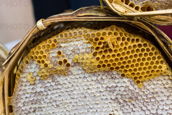 Sweet fresh honey in the sealed comb frame