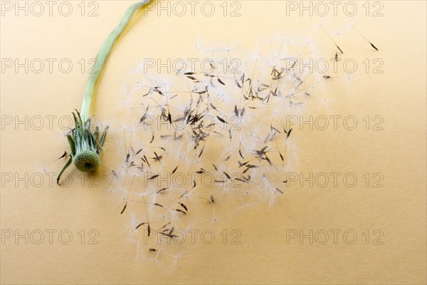 White Dandelion flower blown on yellow background