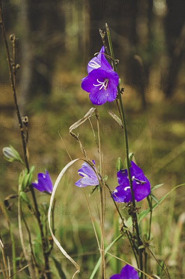 Spreading bellflower