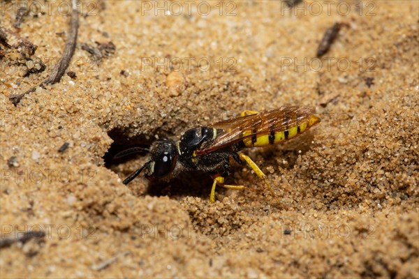 Bee wolf sitting on sandy ground in front of brood hole left looking