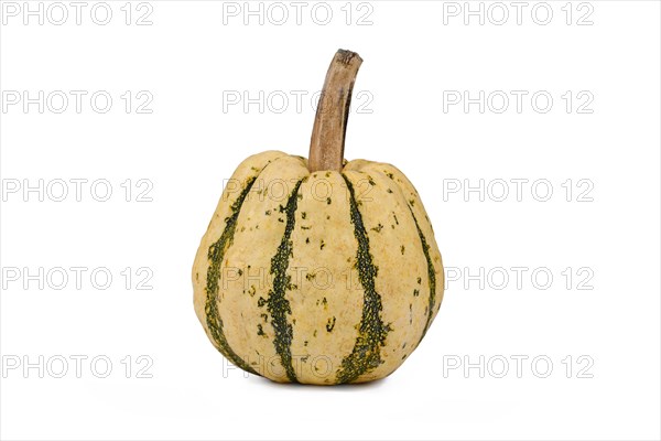 Single Sweet Dumpling Squash with green stripes on white background