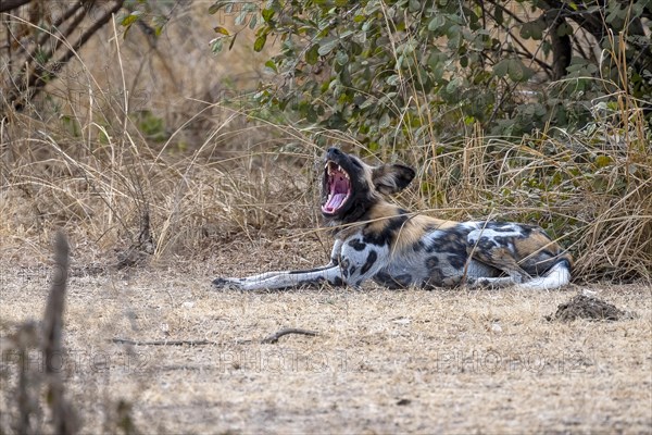 African wild dog