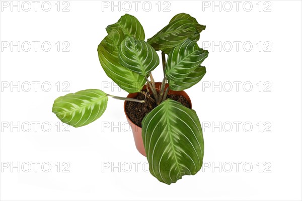 Potted exotic 'Maranta Leuconeura Cat Moustache' houseplant on white background