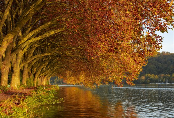 Autumnal plane tree avenue at Lake Baldeney