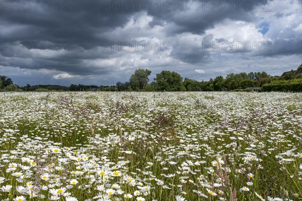 Flower meadow with mainly daisies