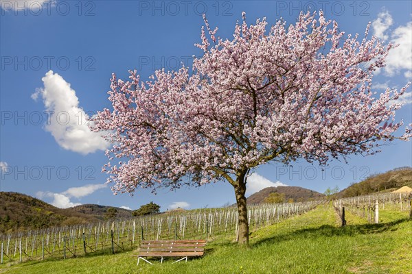 Flowering almond tree