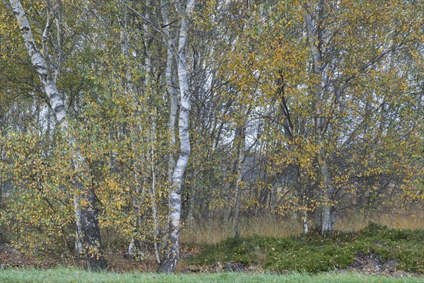 Warty birch