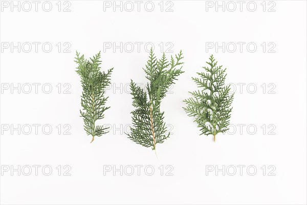 Coniferous branches light board