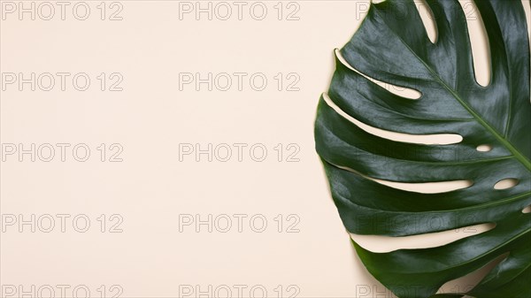 Flat lay monstera leaf with copy space