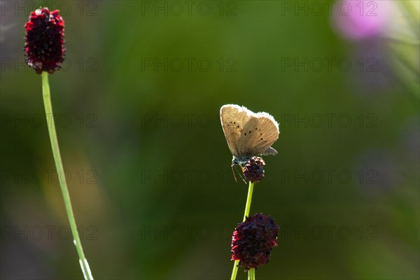 Dark meadow-headed ant-blue butterfly sitting on purple flower seen left
