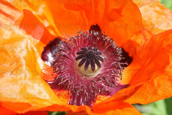 Oriental poppy