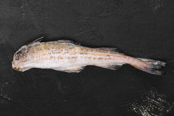 Frozen raw pollock carcass on wooden table