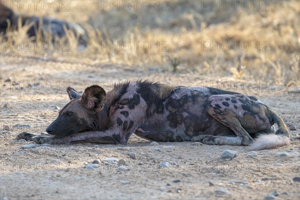 African wild dog