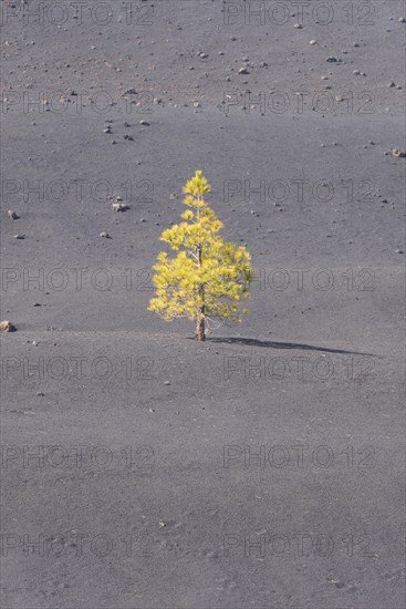 Canary Island Pine