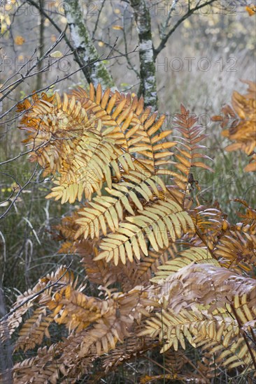 Royal fern