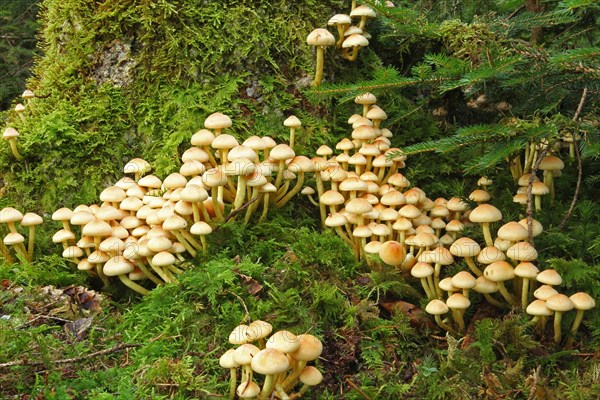 Smooth-stemmed stick fungus