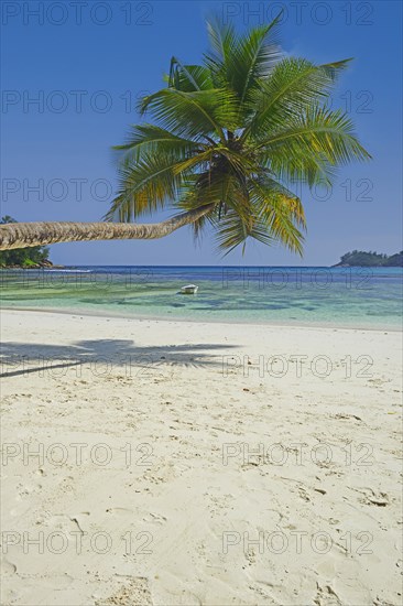 Overhanging coconut palm at the beautiful bay of Baie Lazare