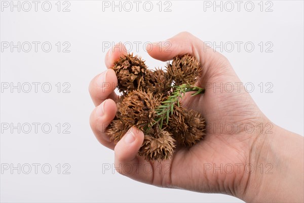 Hand holding brown pods