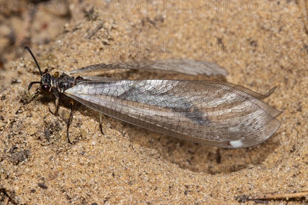 Common Ant Damselfly sitting in sand left sighted