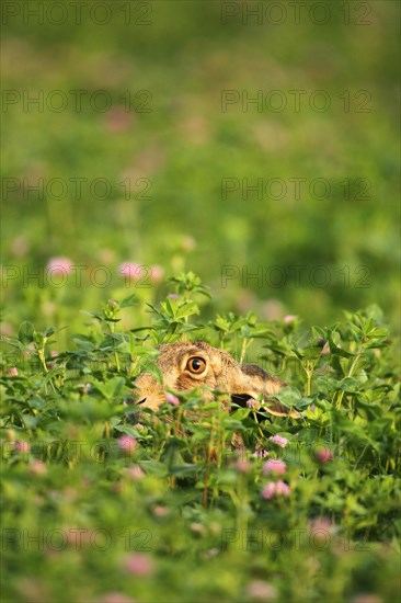 European hare