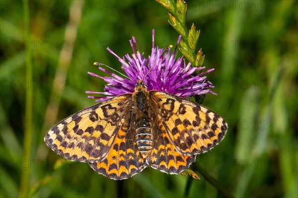 Red Melitaea butterfly butterfly with open wings sitting on purple flower from behind