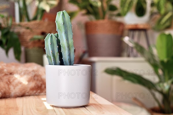 Potted Cactus