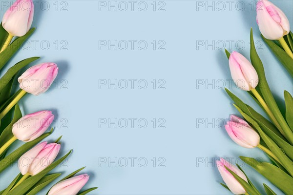 White tulip spring flowers with pink tips forming border around edges of light blue background with blank copy space