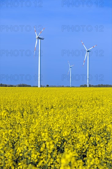 Wind turbines in a rape