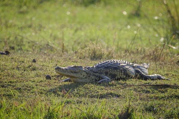 Nile crocodile