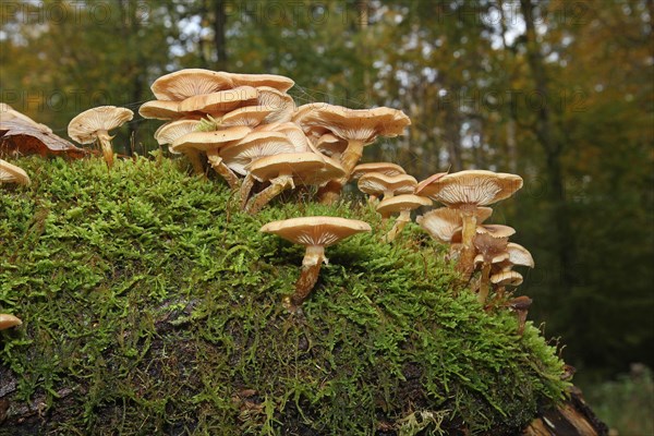 Honey fungus