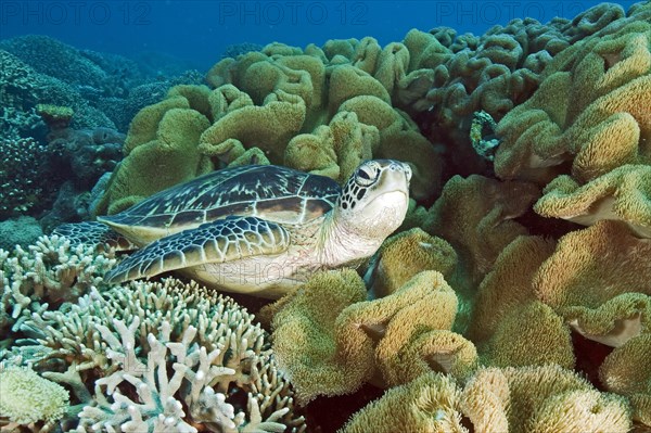 Green turtle