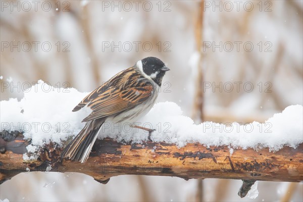 Reed Bunting