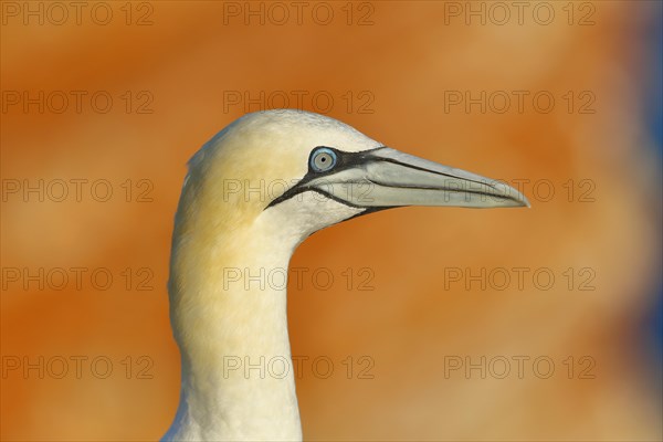 Northern gannet