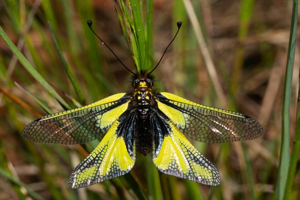 Owly Sulphur with open wings sitting on green stalk from behind