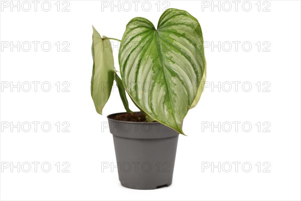Tropical 'Philodendron Mamei Silver Cloud' houseplant with with silver pattern in flower pot isolated on white background