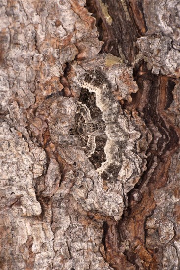 Perfect camouflage of the wood carpet