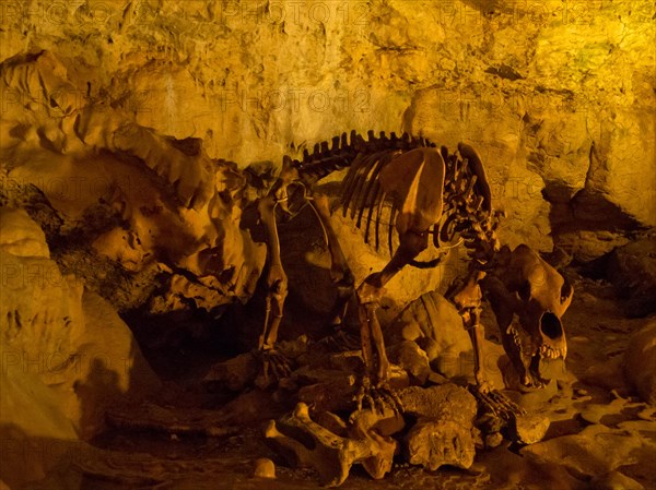 Restored skeleton of a cave bear in the Baerenhoehle