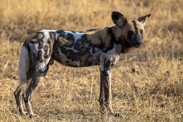 African wild dog