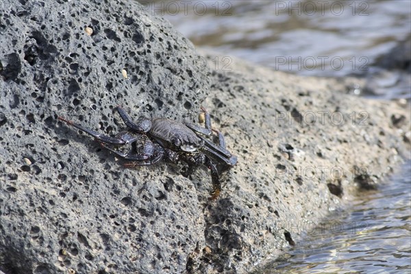 Red rock crab