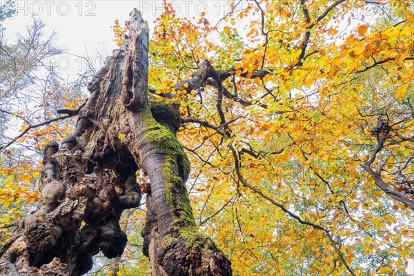 Old hute beech in autumn