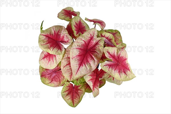 Top view of 'Caladium Lemon Blush' houseplant with pink leaves isolated on white background