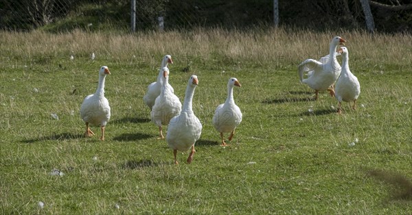 Peking ducks