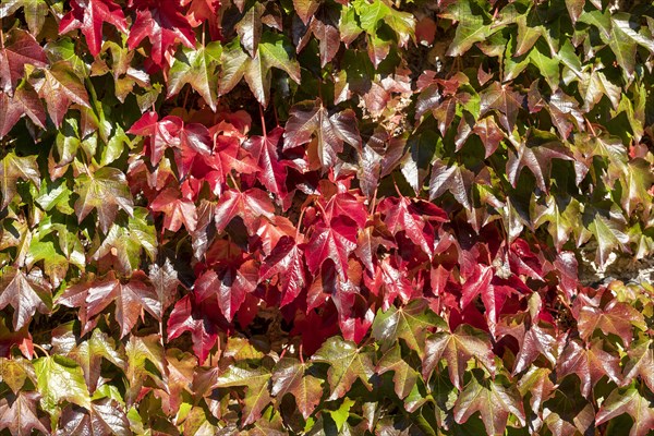 Autumn Vine Leaves