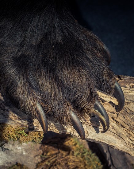 Black Bear Paw With sharp Claws in view