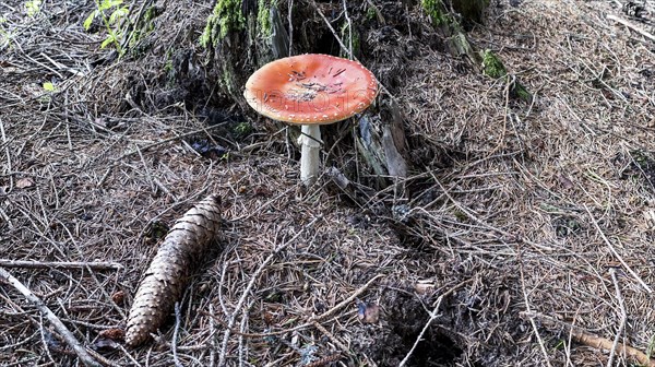 Fly agaric