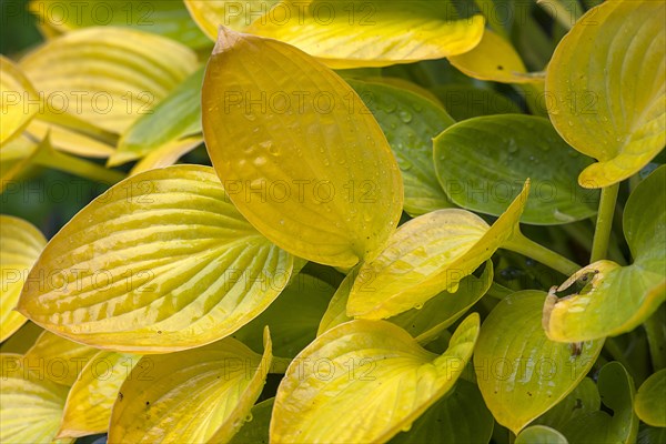 Autumn leaves of a hosta